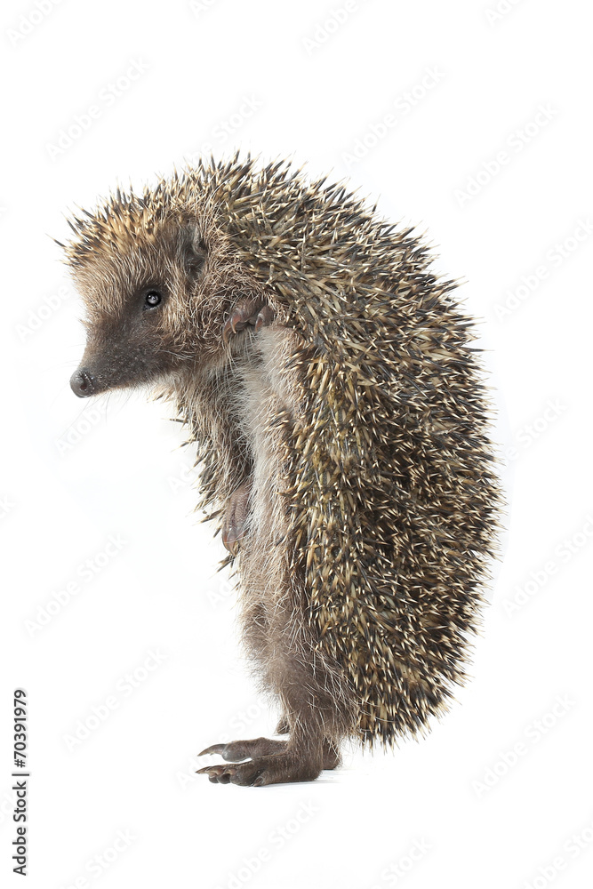 hedgehog hedgehog