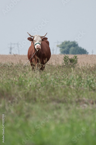Fototapeta Naklejka Na Ścianę i Meble -  brown cow looking ahead and a corn field
