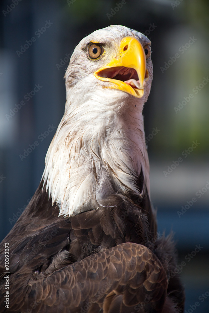 Obraz premium bald eagle close up