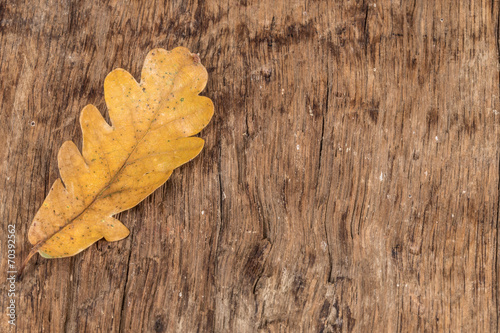 autumn background with dried leaf