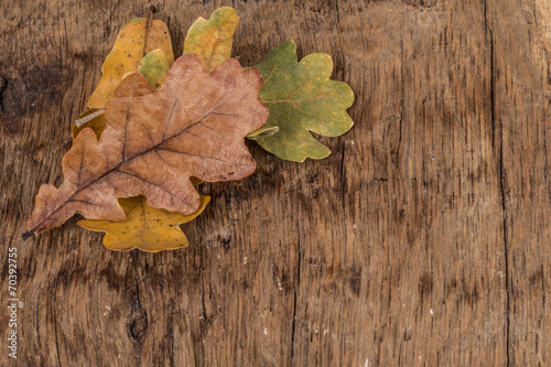 autumn background with dried leaf