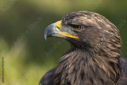 aigle  - Spectacle de fauconnerie © Alonbou