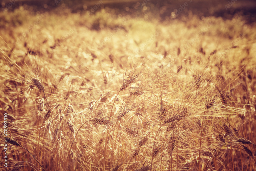 Beautiful wheat field background Beautiful wheat field background