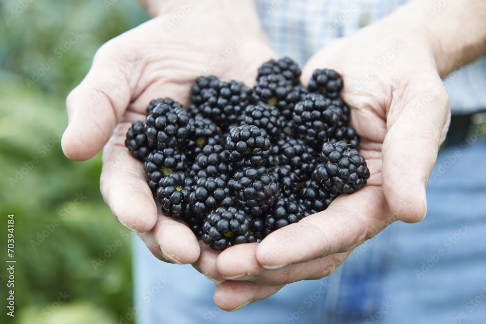 Close Up Of Man Holding Freshly Picked Blackberries Close Up Of Man Holding Freshly Picked Blackberries