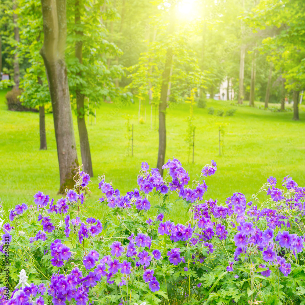 Obraz premium Green park