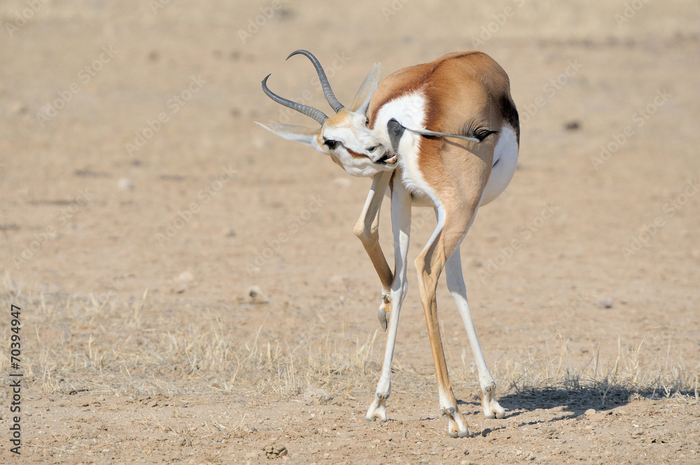Springbok in a funny position Springbok in a funny position