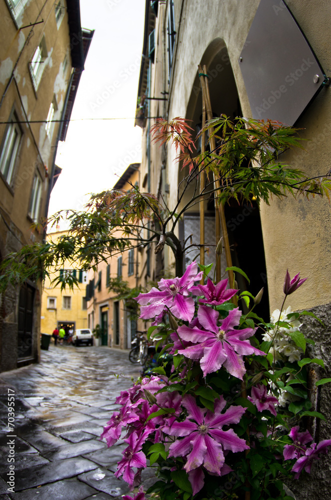 Narrow streets and flowers, cityscape of Lucca, Tuscany