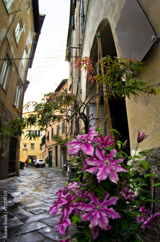 Fototapeta Naklejka Na Ścianę i Meble -  Narrow streets and flowers, cityscape of Lucca, Tuscany