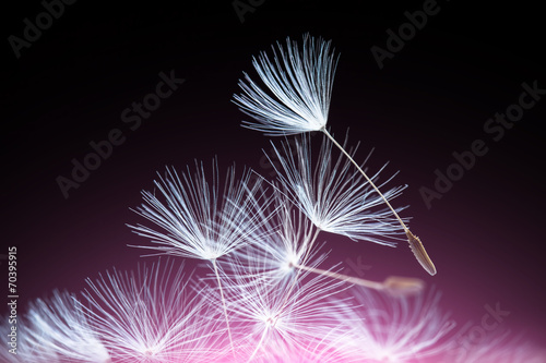 Abstract dandelion seeds