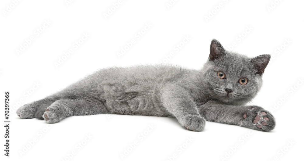 Naklejka premium little kitten lies on a white background