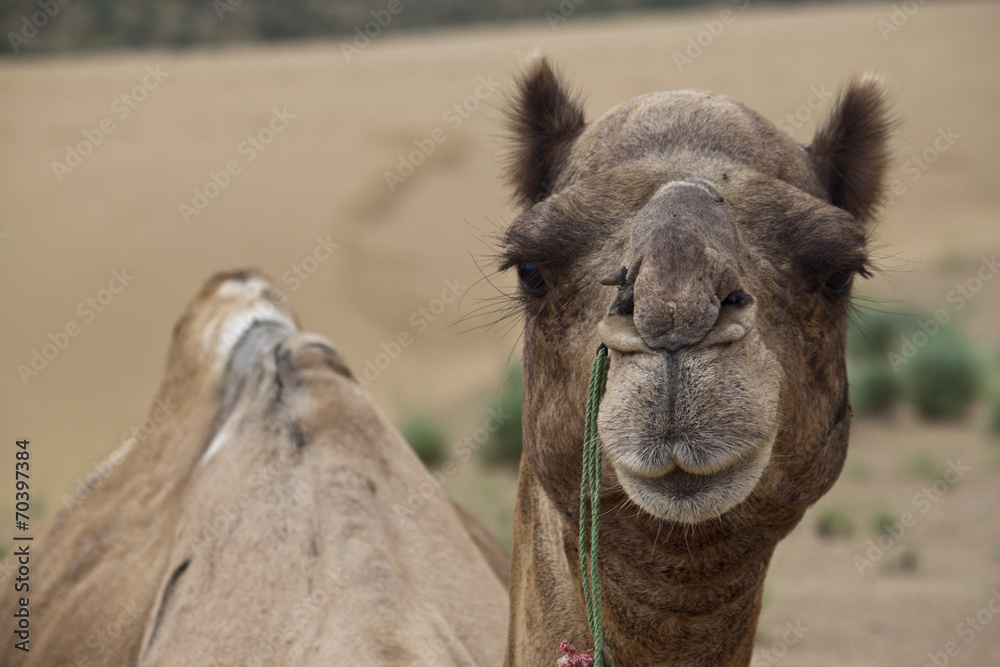 Fototapeta premium Portrait of a camel in desert dunes, India