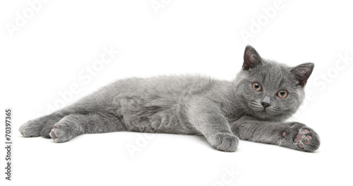 little kitten lies on a white background