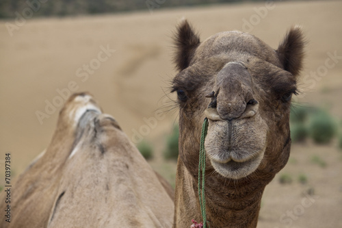 Portrait of a camel in desert dunes, India