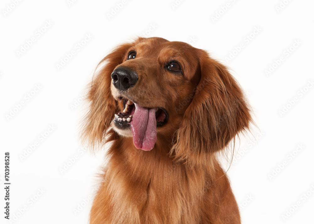 Brown dachshund on white background