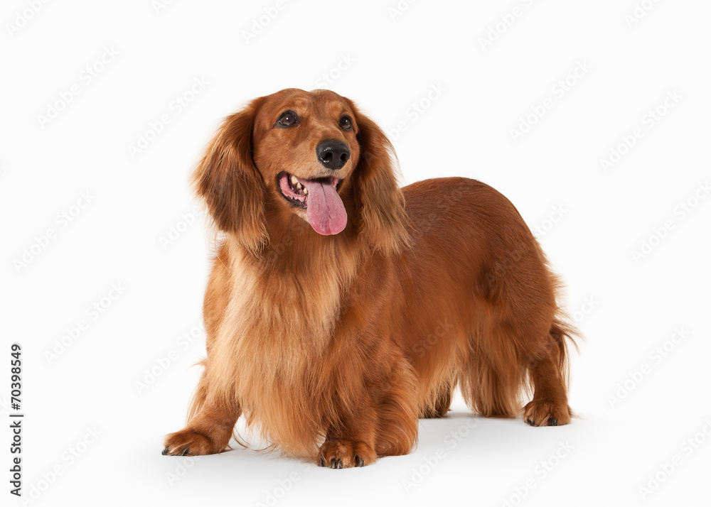 Brown dachshund on white background