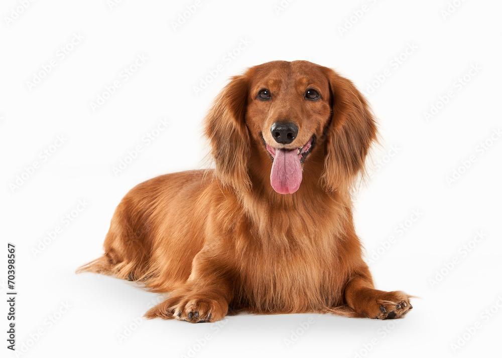 Brown dachshund on white background