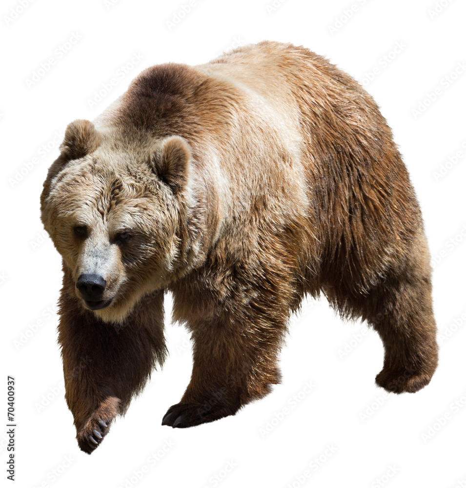 Fototapeta premium Bear. Isolated on white