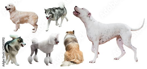 Set of Dogo Argentino and other dogs