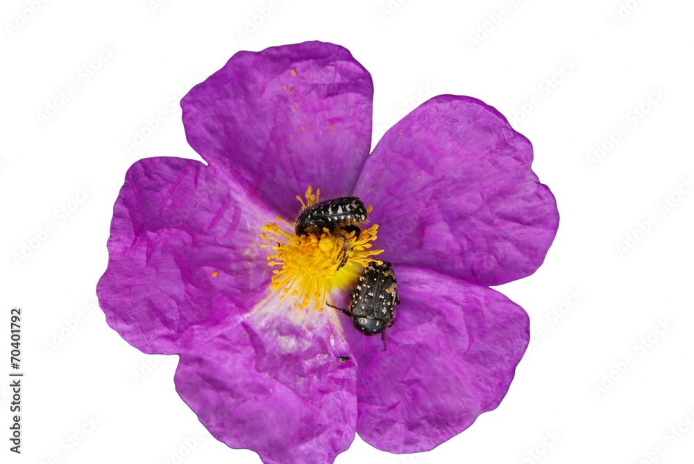 Naklejka premium Bee on a velvet flower