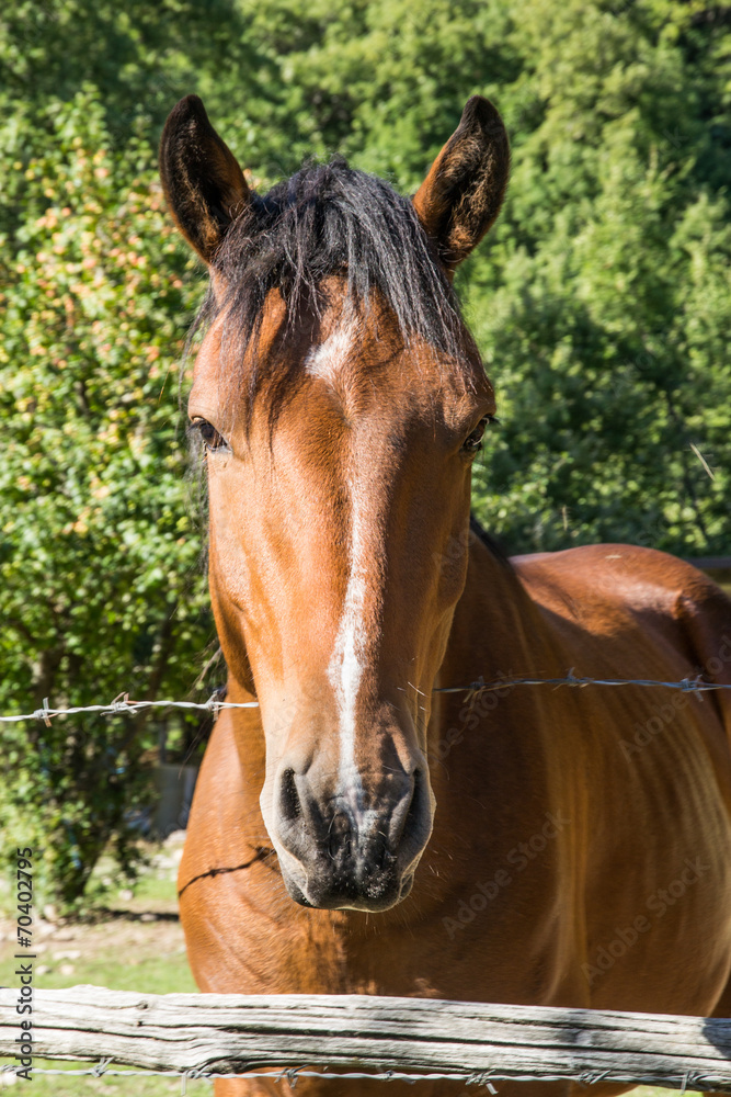 Fototapeta premium Quarter horse in posa