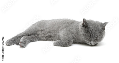 gray kitten sleeping on a white background