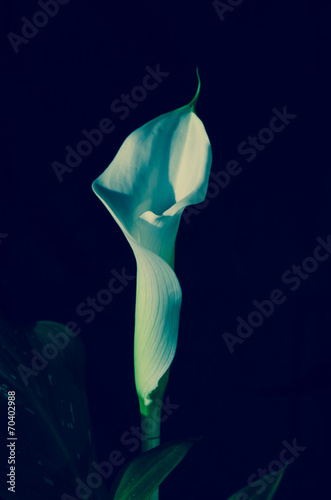 calla lily filtered photo