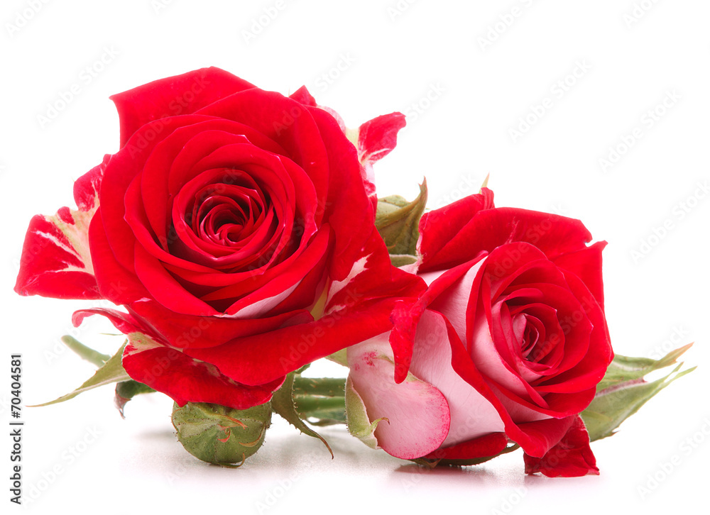 Red rose flower bouquet isolated on white background cutout - obrazy, fototapety, plakaty 