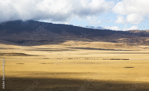 Maasai herding cattle in Ngorongoro © kjekol