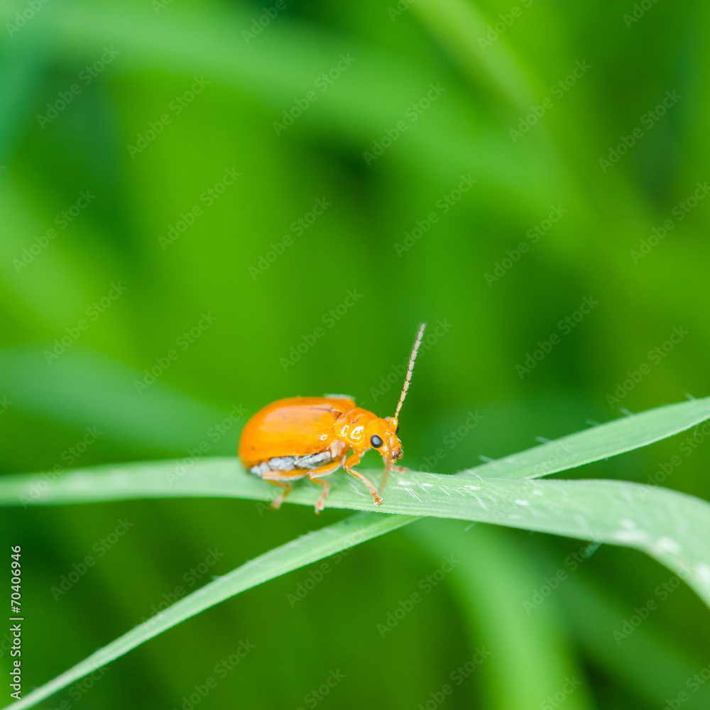 Ladybug running along on blade of green grass. Beautiful nature Ladybug running along on blade of green grass. Beautiful nature