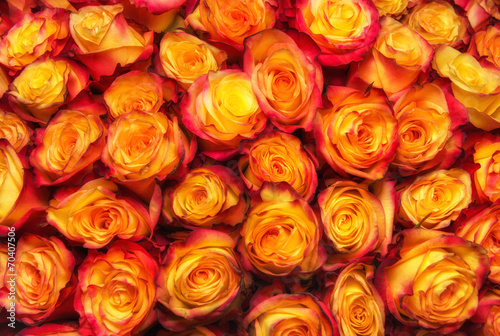 beauty orange rose background