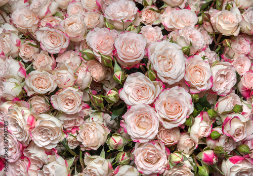 l white-pink roses
