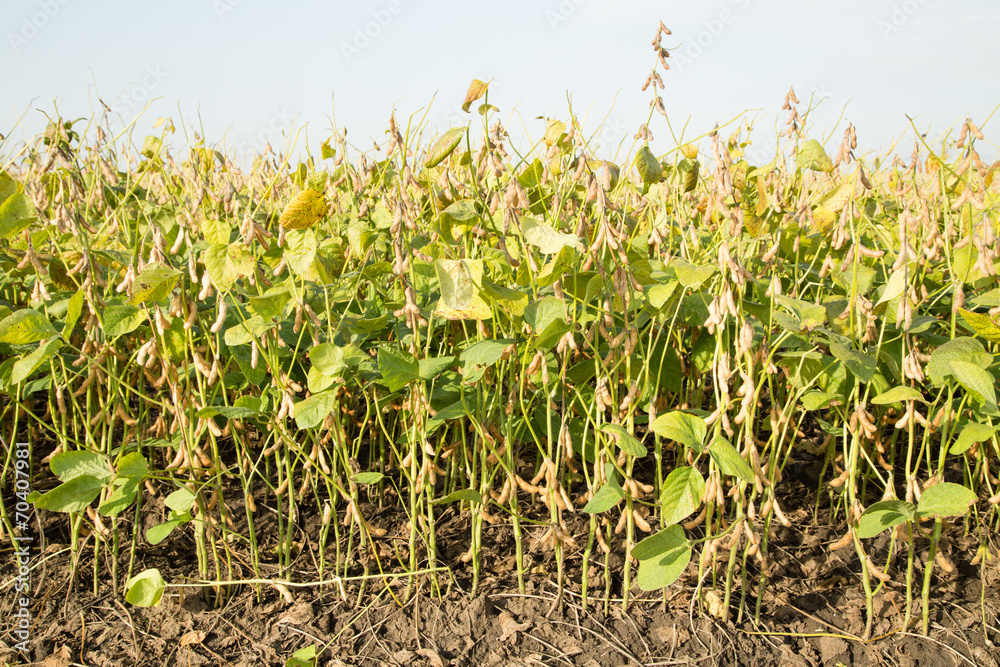 Obraz premium Soybean field ripe just before harvest, agricultural landscape