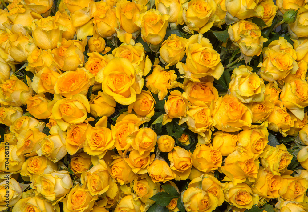 Naklejka premium yellow roses