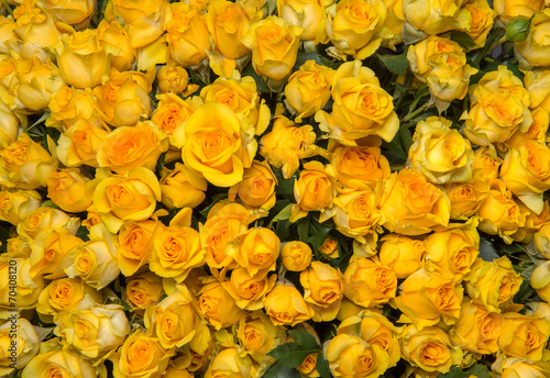yellow roses