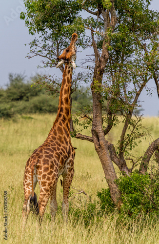 Giraffe eating