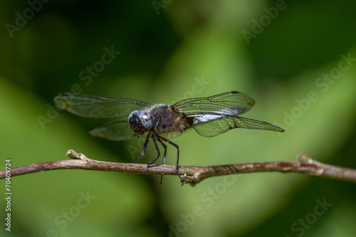 A Dragon fly warming up in the sun. © raats
