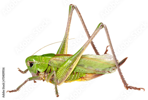 Grasshopper in front of white background © shishiga