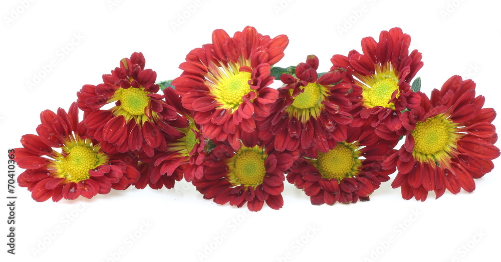 菊 菊