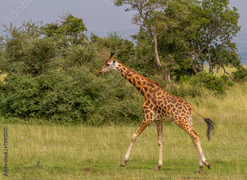 Running Giraffe