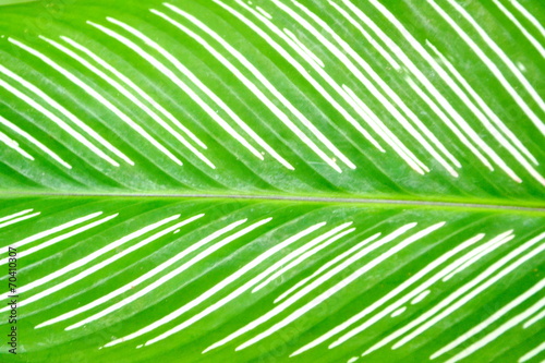 Leaves  close-up