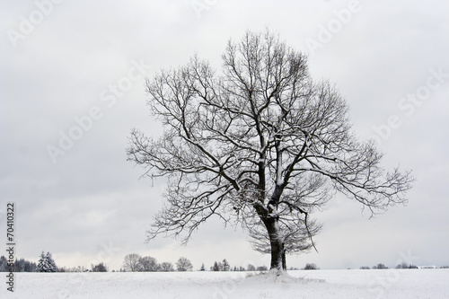 solitary tree in winter
