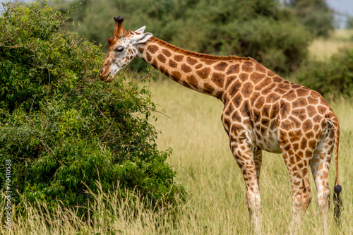 Rotschild's giraffe eating