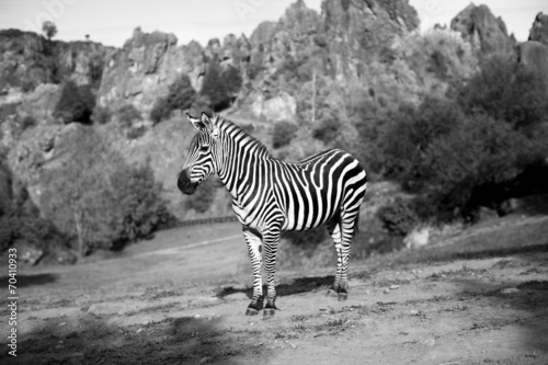 a zebra stands alone in a field