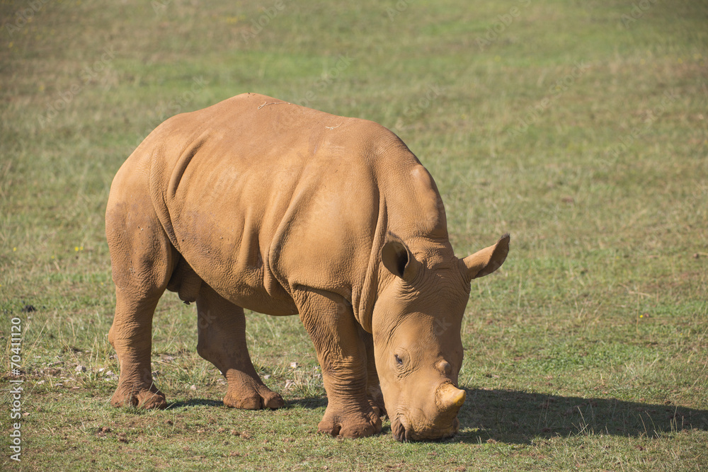 Fototapeta premium adult rhino on grassland