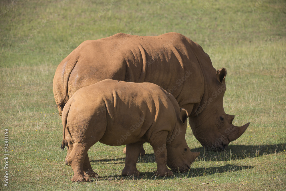 Fototapeta premium adult and baby rhinos on grassland