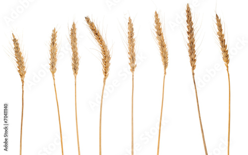 Separate wheat crops isolated  on white background