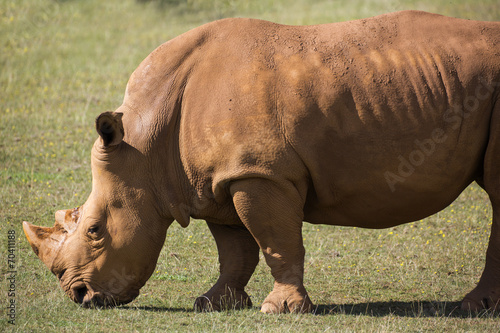adult rhino on grassland