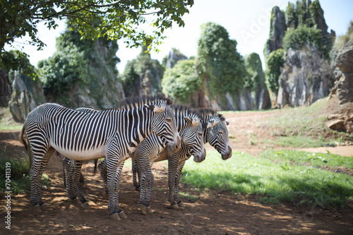 Fototapeta Naklejka Na Ścianę i Meble -  3 zebras standing together