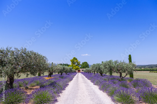 Lavander garden