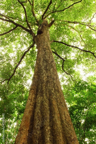 big tree  Irvingia  malayana